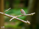 Robin - Rudzik